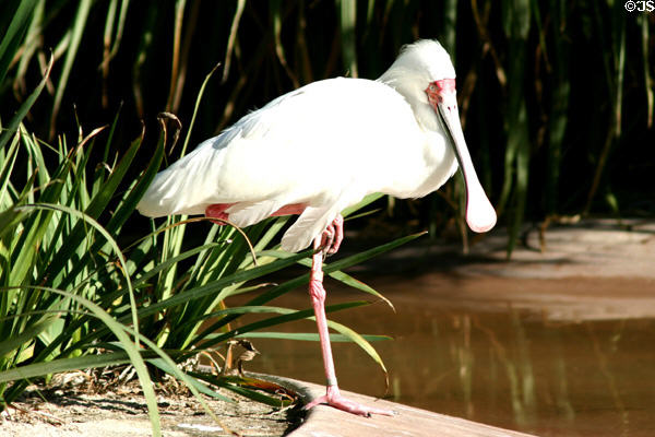 Spoonbill at Balboa Park Zoo. San Diego, CA.