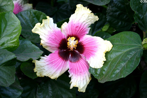 Hibiscus at Balboa Park Zoo. San Diego, CA.