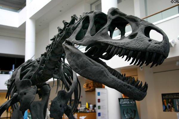 Allosaurus fragilis cast at San Diego Museum of Natural History. CA.