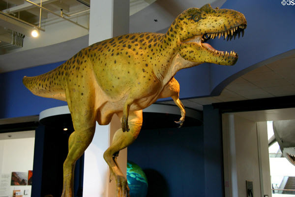 Albertosaur with sculpted skin at San Diego Museum of Natural History. CA.