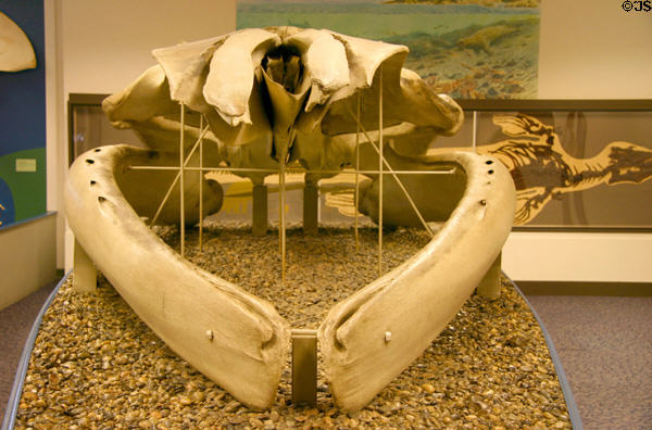 Fin whale skeleton at San Diego Museum of Natural History. CA.