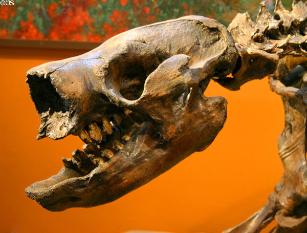 Cast of nose of Harlan's Ground Sloth (10,000-14,000 years old) of original from La Brea tar pits at San Diego Museum of Natural History. CA.