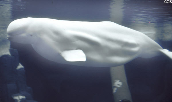 Beluga Whale at Sea World Park. San Diego, CA.