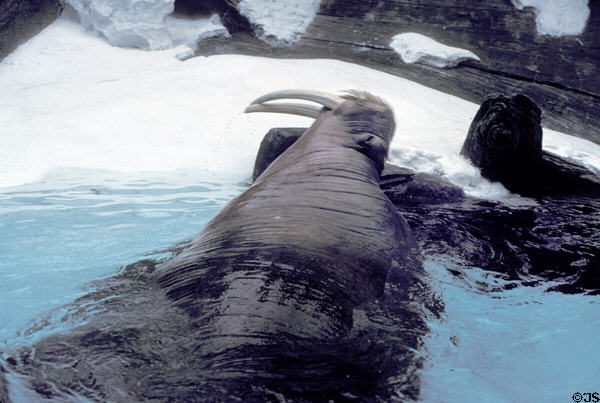 Walrus at Sea World Park. San Diego, CA.