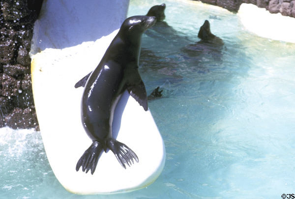 California Sea Lion on slide at Sea World Park. San Diego, CA.