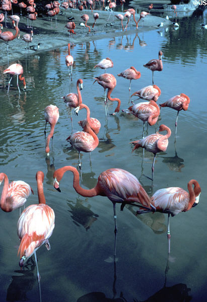 Flamingos at Sea World Park. San Diego, CA.