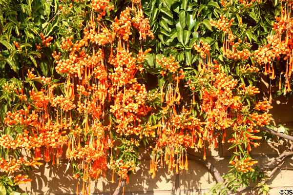 Flowering hedge in Old Town. San Diego, CA.