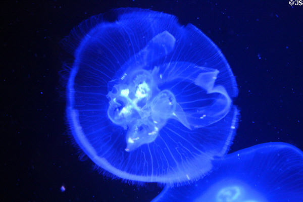 Moon Jelly in Sea-Life aquarium at Legoland California. Carlsbad, CA.