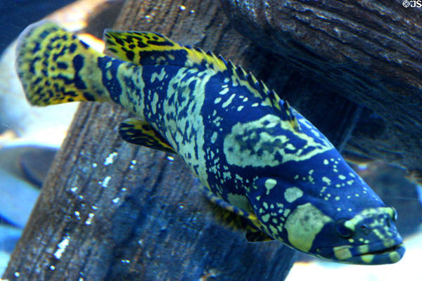 Queensland Grouper (<i>Epinephelus lanceolatus</i>) in Sea-Life aquarium at Legoland California. Carlsbad, CA.