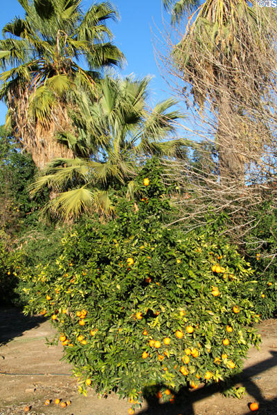 Orange trees near at San Bernardino Asistencia. Redlands, CA.