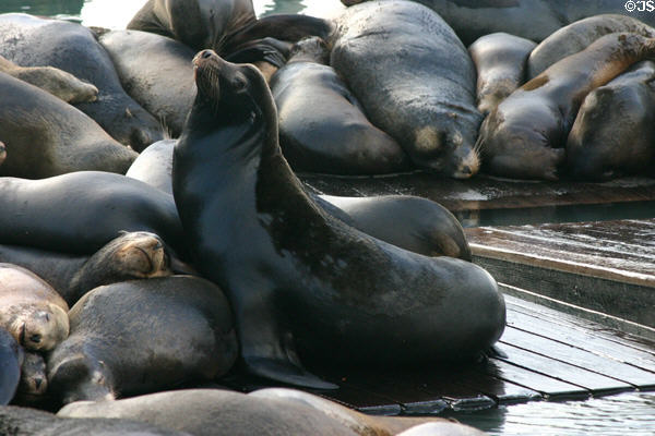 Sea lion stretches at Pier 39. San Francisco, CA.