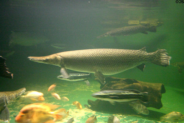 Alligator Gar at California Academy of Sciences, Steinhart Aquarium. San Francisco, CA.