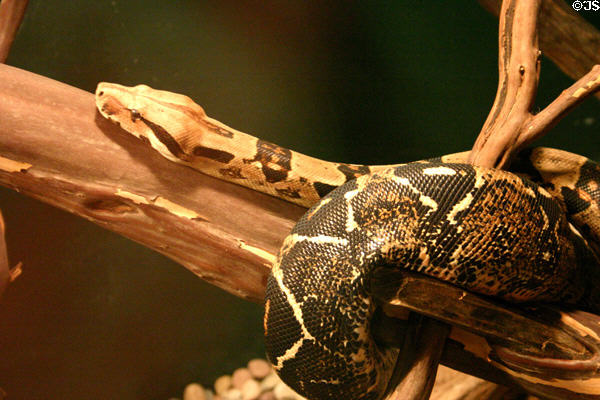 Boa constrictor ranges from Mexico to Paraguay at California Academy of Sciences, Steinhart Aquarium. San Francisco, CA.
