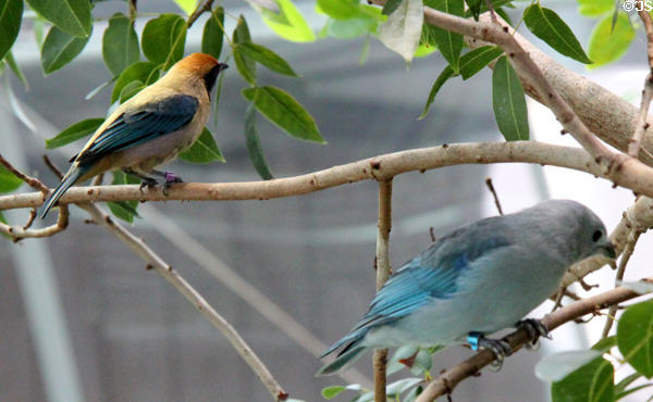Burnished-buff tanager <i>Tangara cayana</i> & Blue-gray tanager <i>Thraupis episcopus</i> birds at California Academy of Science. San Francisco, CA.