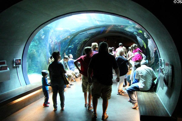 Glass tunnel under rainforest pond at California Academy of Science. San Francisco, CA.