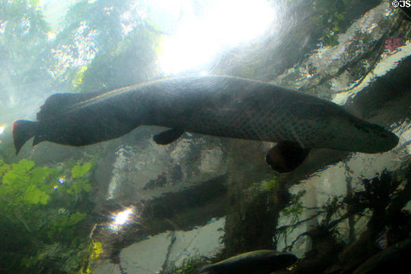 Arapaima (Pirarucu) <i>Arapaima gigas</i> which can reach 2.4m in length at California Academy of Science. San Francisco, CA.