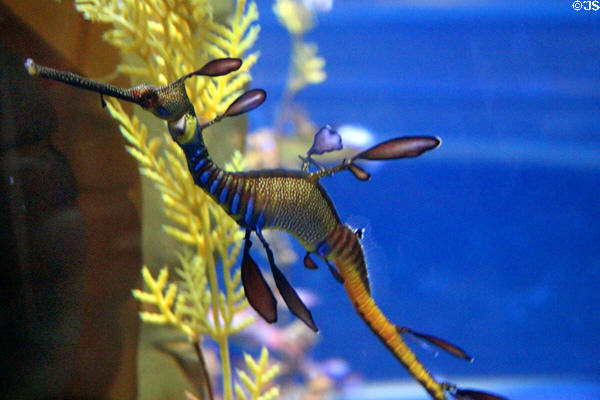 Weedy seadragon <i>Phyllopteryx taeniolatus</i> at California Academy of Science. San Francisco, CA.