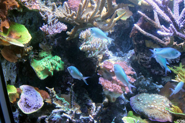 Blue green chromis <i>Chromis viridis</i> over brain coral at California Academy of Science. San Francisco, CA.