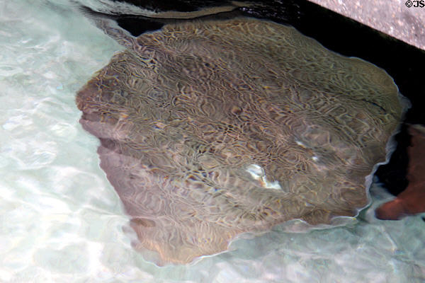 Honeycomb ray <i>Himantura uarnak</i> at California Academy of Science. San Francisco, CA.
