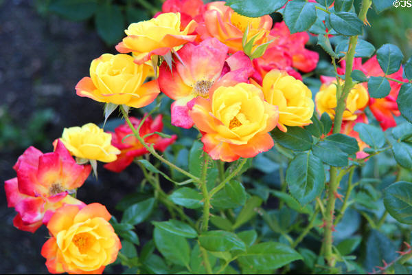 Roses at Winchester House. San Jose, CA.