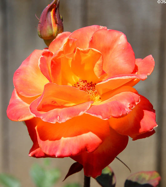 Rose at Winchester House. San Jose, CA.