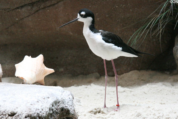 Black-necked Stilt (<i>Himantopus mexicanusf</i>) at Downtown Aquarium. Denver, CO.