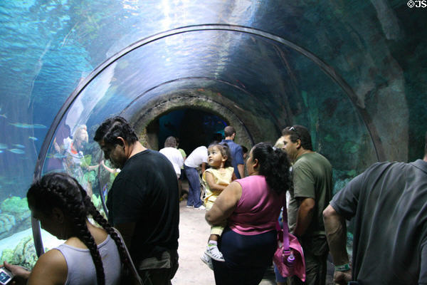 Visitors in an aquarium tunnel at Downtown Aquarium. Denver, CO.