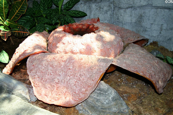 Rafflesia (world's largest flower) at Downtown Aquarium. Denver, CO.