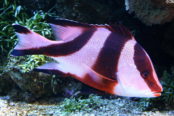 Tropical fish at Downtown Aquarium. Denver, CO.