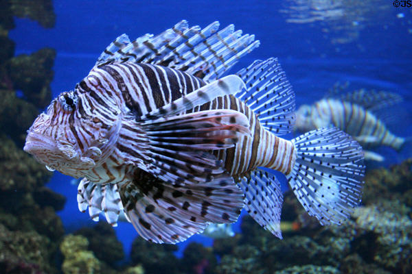 Lionfish at Downtown Aquarium. Denver, CO.