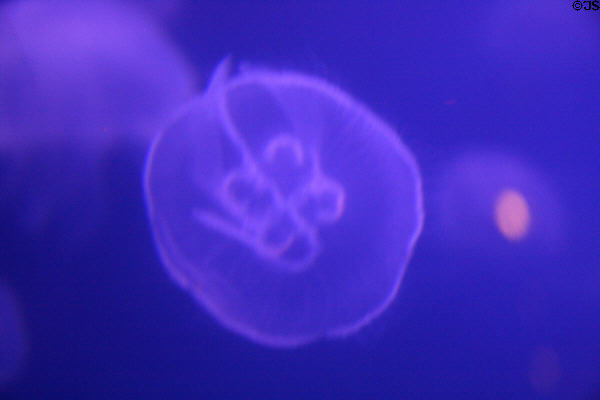 Moon jellies at Downtown Aquarium. Denver, CO.