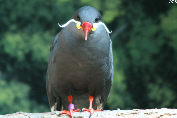 Inca Tern (<i>Larosterna inca</i>) from coasts of Peru & Chile at Denver Zoo. Denver, CO.