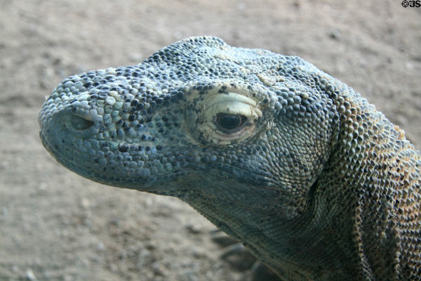 Komodo Dragon (<i>Varanus komodoensis</i>) from Komodo Island, Indonesia at Denver Zoo. Denver, CO.