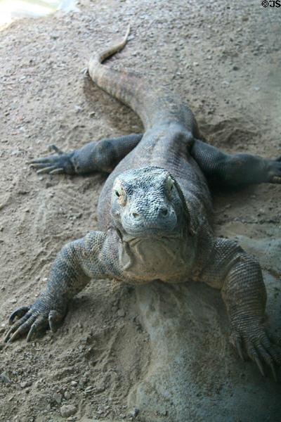 Komodo Dragon (<i>Varanus komodoensis</i>) from Komodo Island, Indonesia at Denver Zoo. Denver, CO.