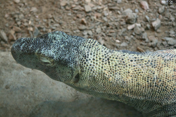 Komodo Dragon (<i>Varanus komodoensis</i>) from Komodo Island, Indonesia at Denver Zoo. Denver, CO.