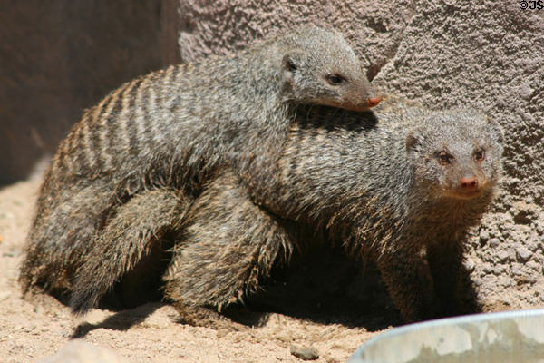 Banded mongoose (<i>Mungos mungo</i>) from Sub-Saharan Africa at Denver Zoo. Denver, CO.