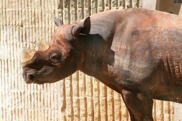 Rhinoceros at Denver Zoo. Denver, CO.