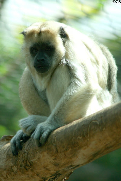 Black Howler Monkey white female (<i>Alouatta caraya</i>) from Central & South America at Denver Zoo. Denver, CO.
