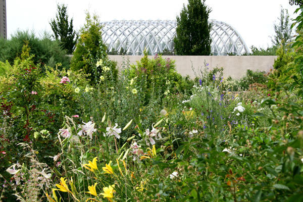 Lilly beds of Denver Botanic Gardens. Denver, CO.