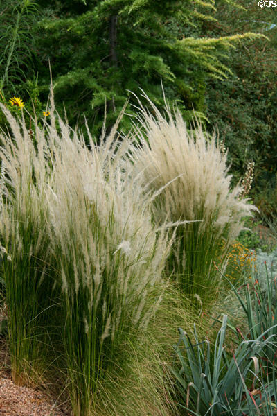 Grasses at Denver Botanic Gardens. Denver, CO.