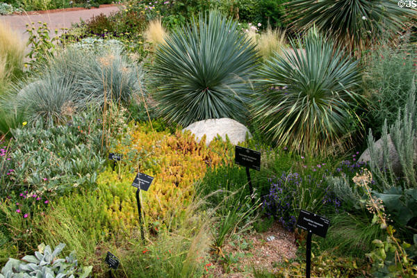 Succulents at Denver Botanic Gardens. Denver, CO.