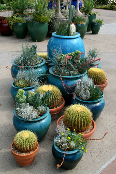 Cacti at Denver Botanic Gardens. Denver, CO.