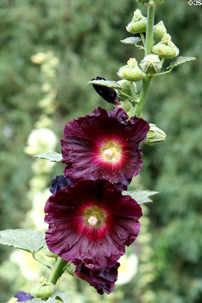 Hollyhocks at Denver Botanic Gardens. Denver, CO.