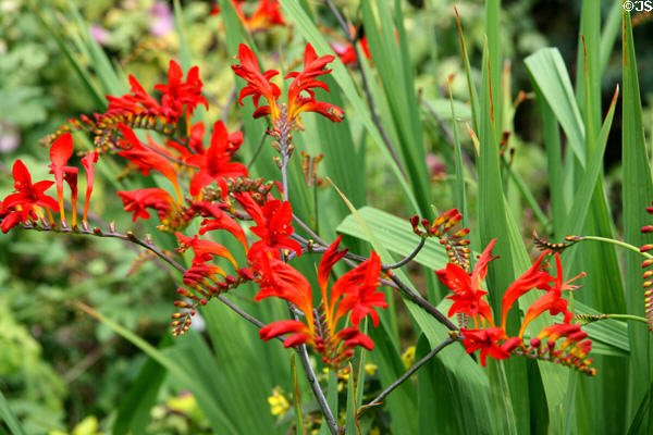 Heliconia at Denver Botanic Gardens. Denver, CO.