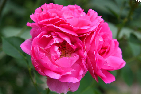 Roses at Denver Botanic Gardens. Denver, CO.