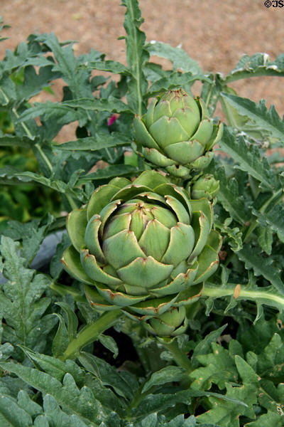 Artichokes at Denver Botanic Gardens. Denver, CO.