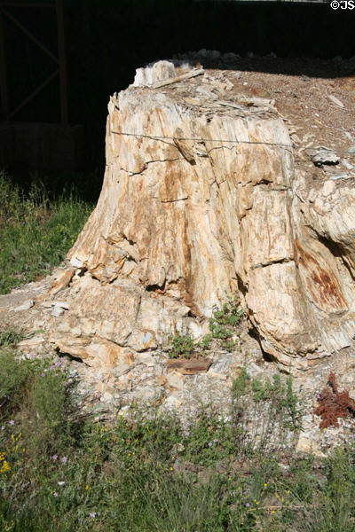 Fossilized redwood tree trunk at Florissant Fossil Beds National Monument. CO.