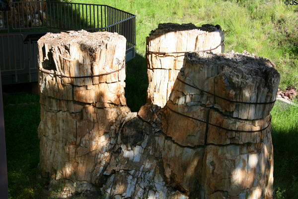 Fossilized trio of redwood tree trunks at Florissant Fossil Beds National Monument. CO.