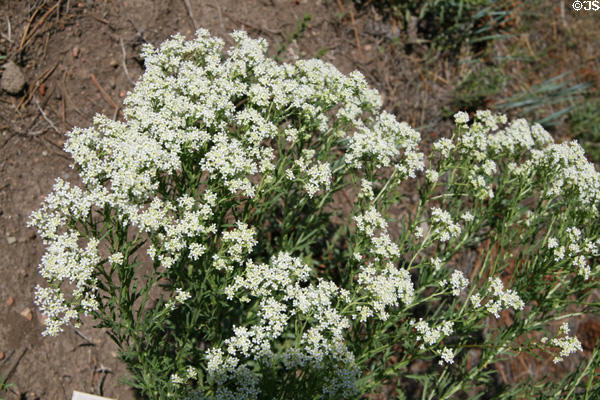 Peppergrass at Florissant Fossil Beds National Monument. CO.