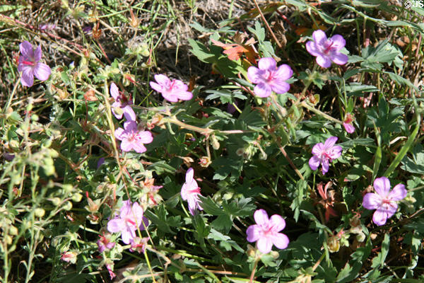 Purple flowers at Florissant Fossil Beds National Monument. CO.